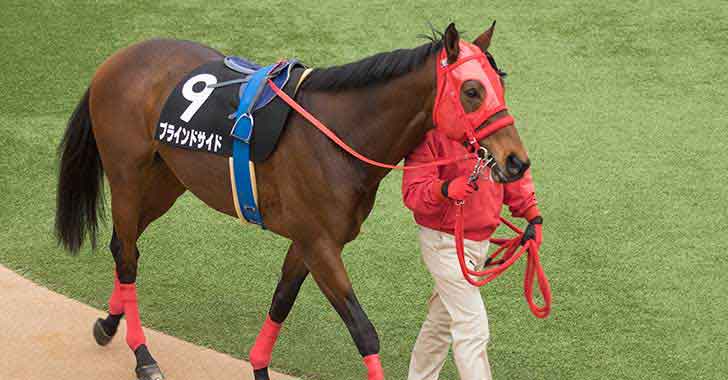 馬 パドック