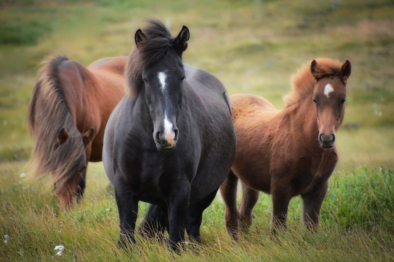 アイスランド 馬