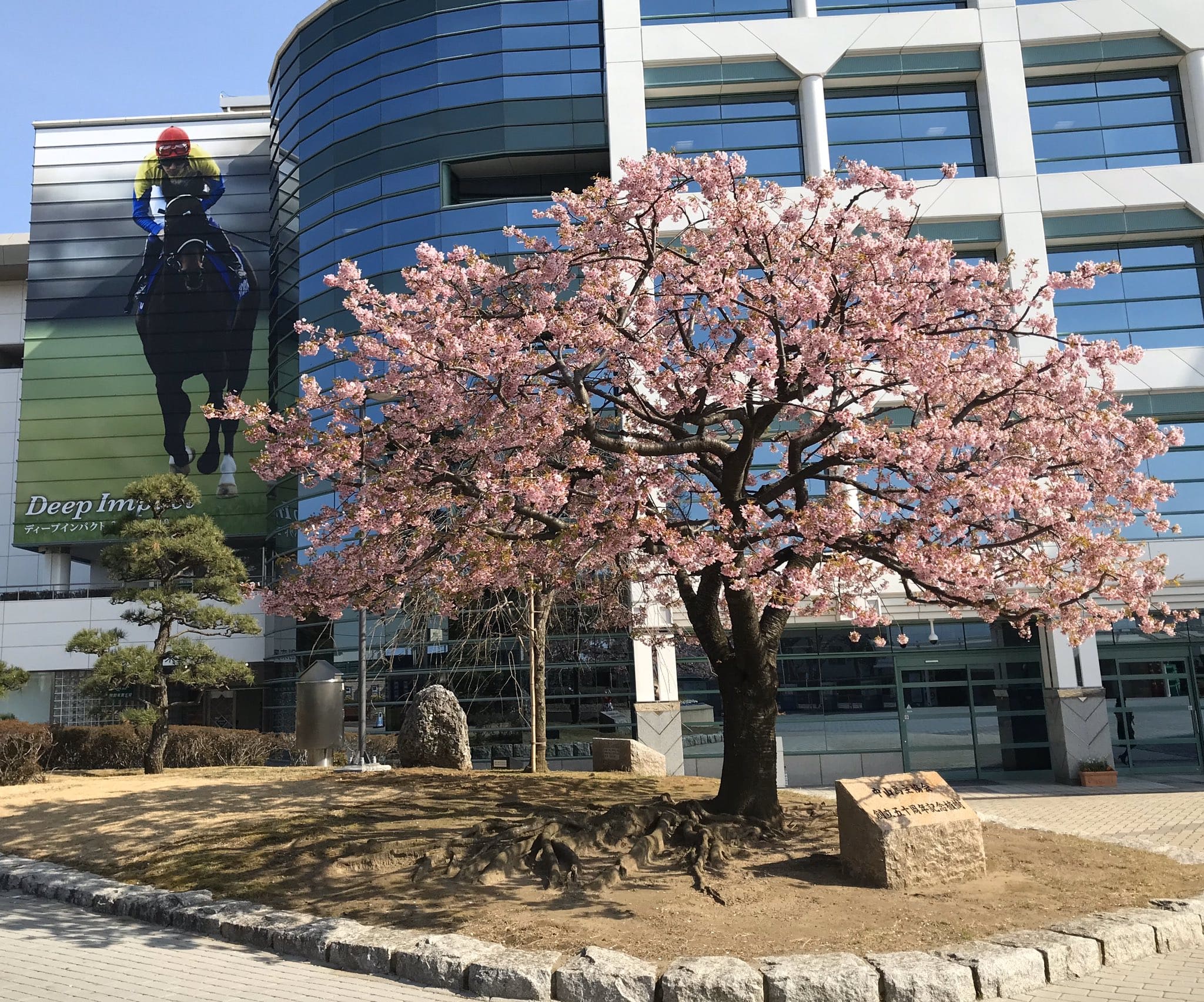 中山競馬場 桜