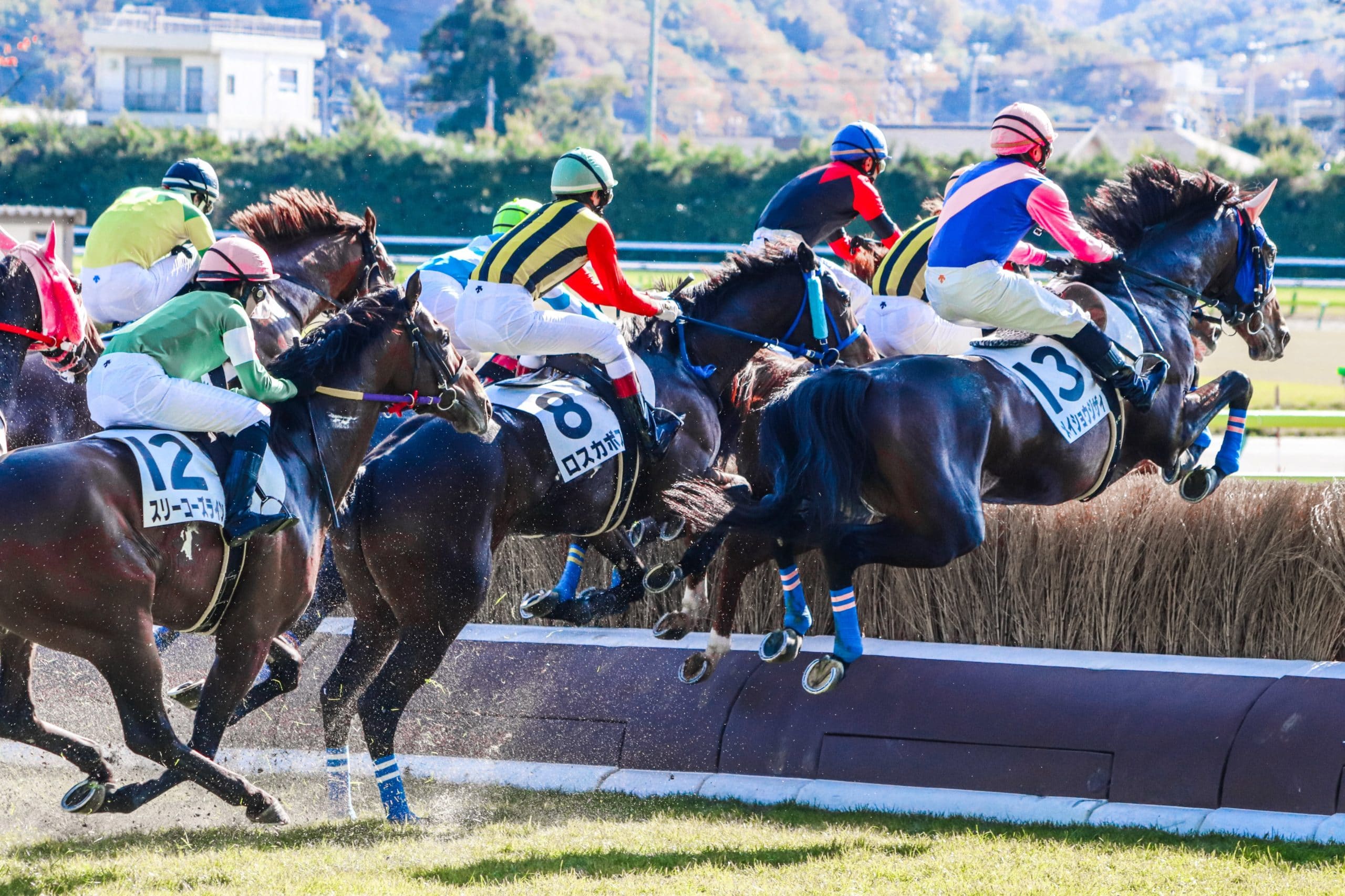 オペラハウス 競走馬 Opera House Horse Japaneseclass Jp