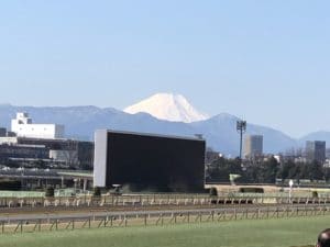 東京競馬場の傾向と対策！3つのレース傾向と注目の種牡馬！