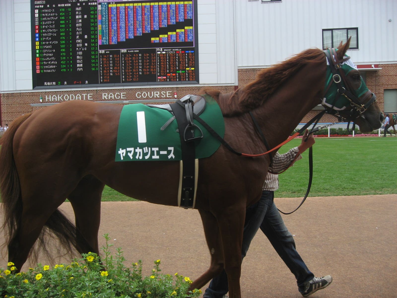 競走馬の年齢はレースに影響する 成長型別のピーク時期を調査 当たる競馬予想サイト