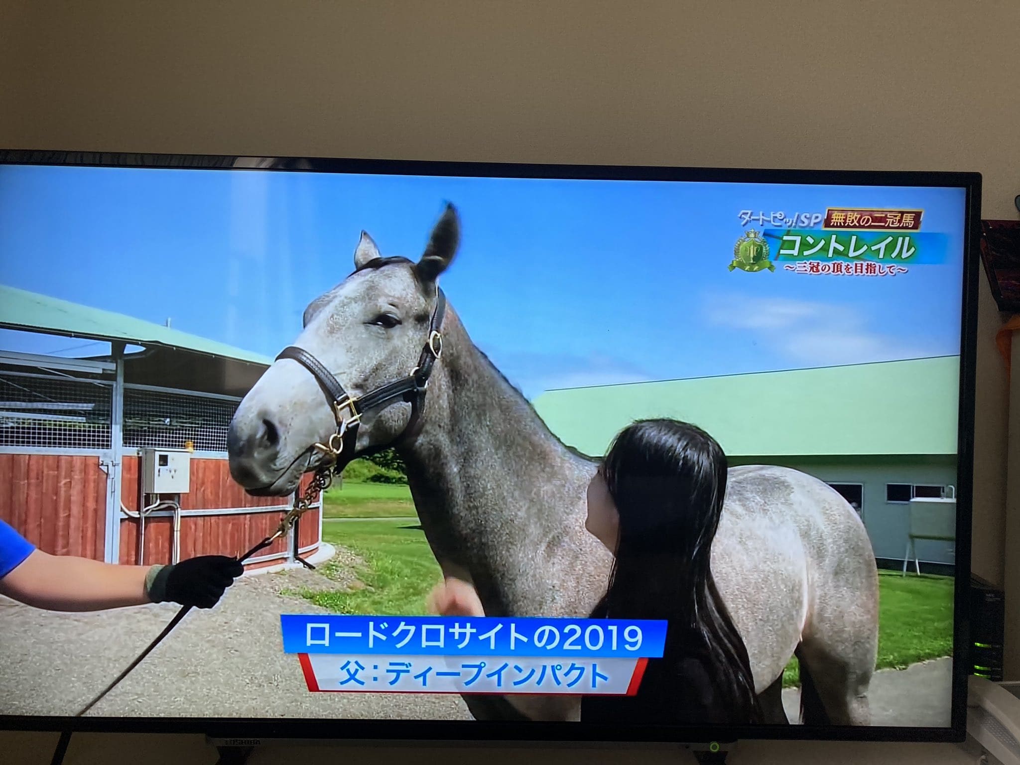 ディープインパクト 仔馬