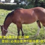 地方競馬の馬主は儲かる!登録条件や維持費・収入を詳しく解説!