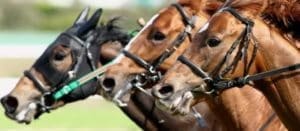 競馬において、血統を知れば初心者の競馬は変わる！