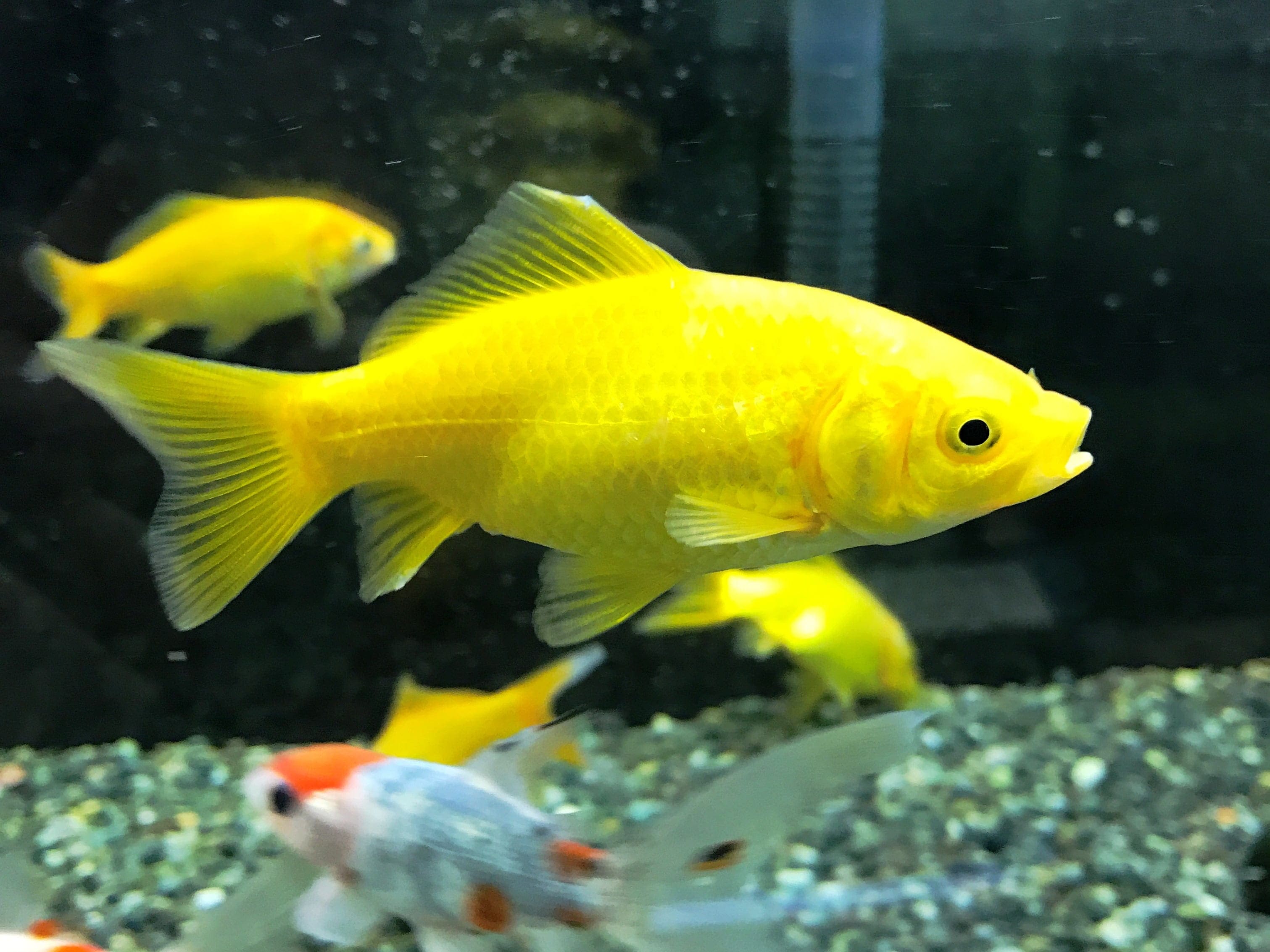 金の金魚